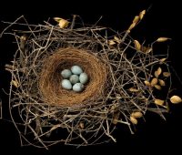 ایمنی باید محرک عملکرد باشد